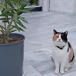 The 3* Perissa (Santorini)