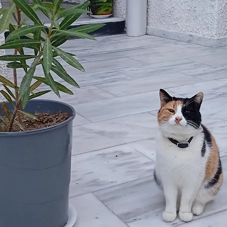 The 3* Перисса