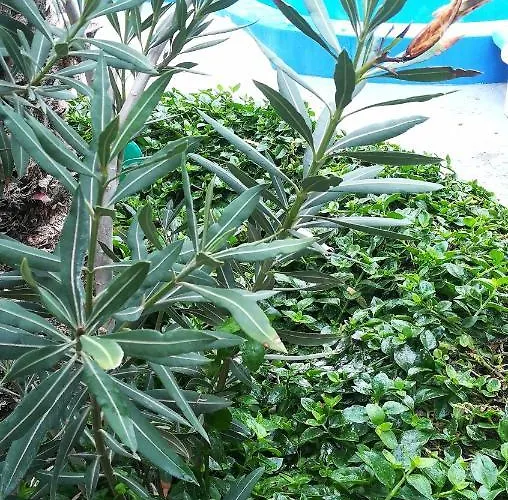 Lägenhetshotell The 3*